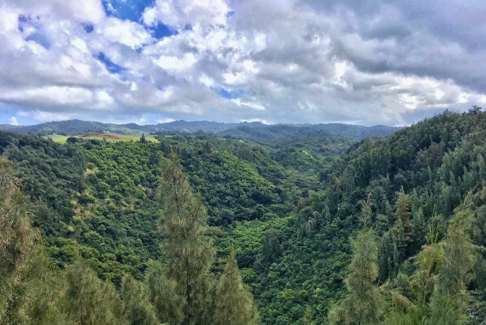 View of the Hawaiian Jungle.