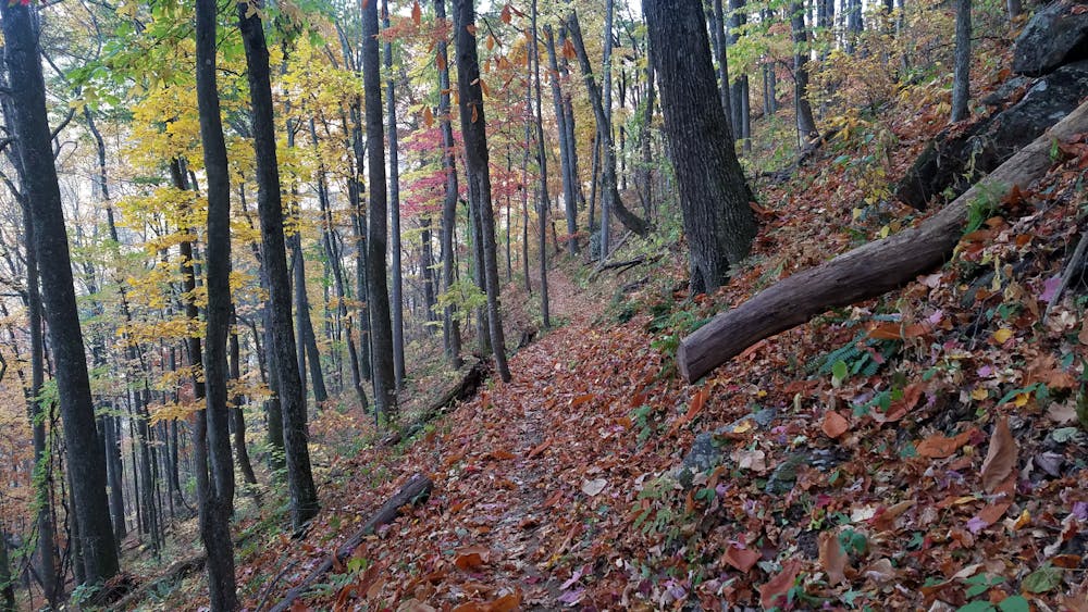 Fall Colors in Bent Creek Experimental Forest