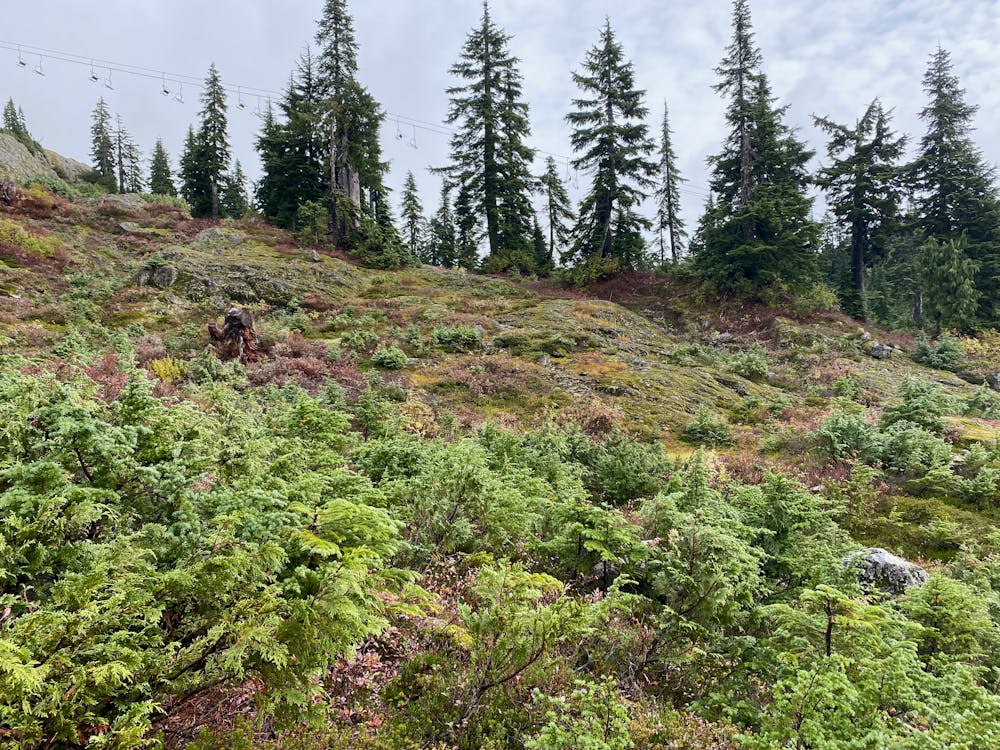 Photo from Mt Seymour Hike