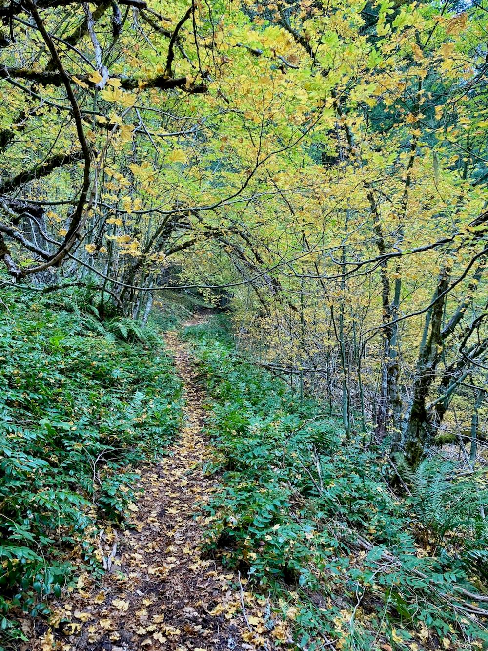 Bunchgrass Trail
