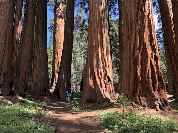 Towering Trees & Mountain Peaks in Sequoia National Park