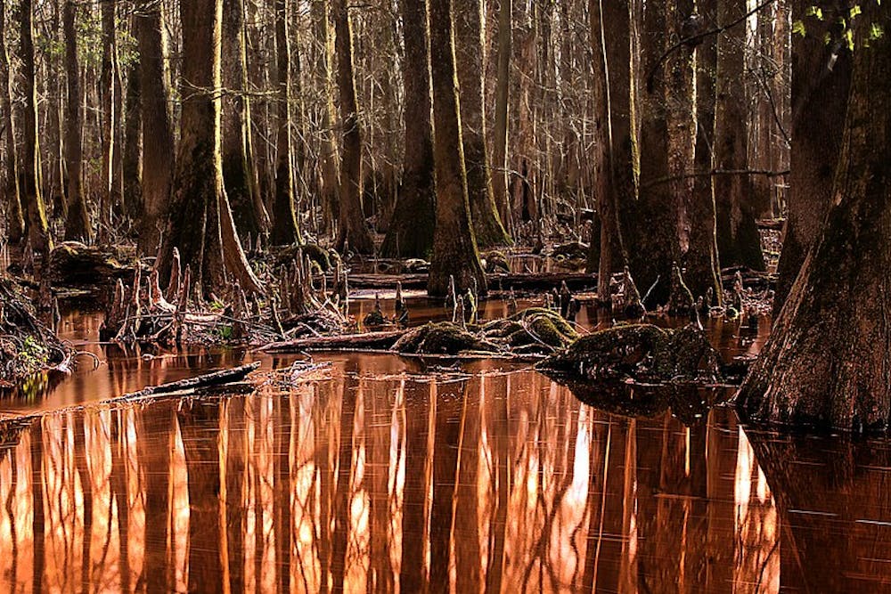 Swampy forest and cypress knees in Congaree National Park.