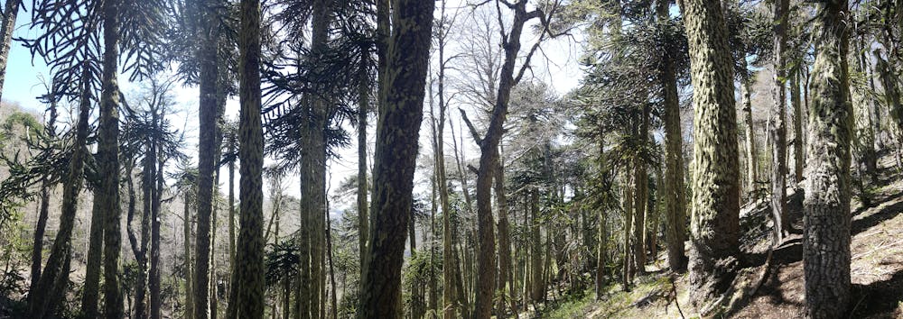 Araucaria adult forest