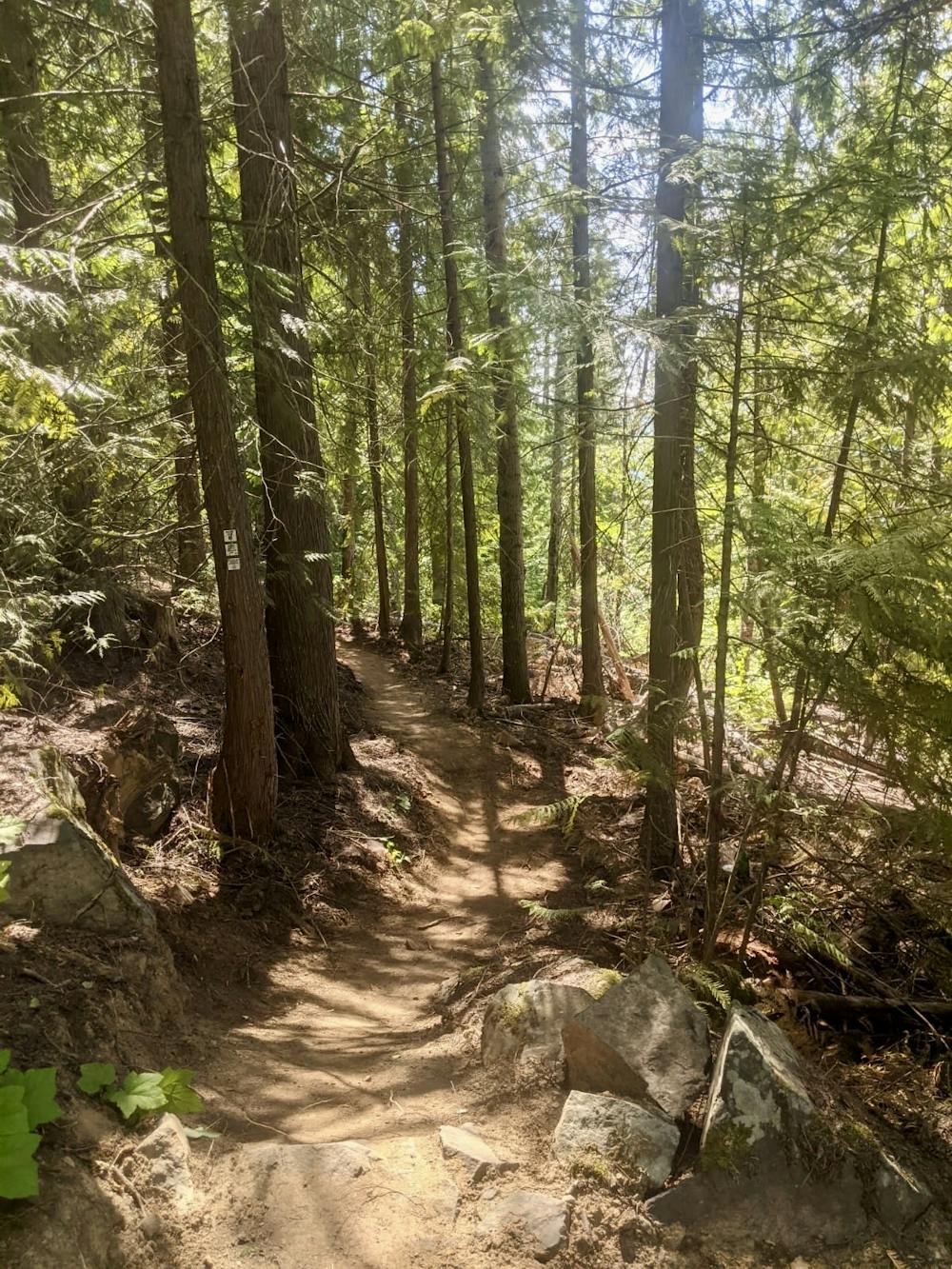 Beautifully smooth trail midway down