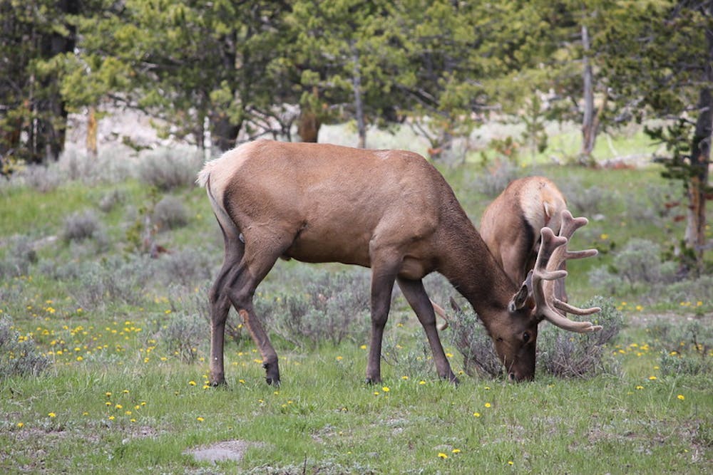 Big Elk around Mount Washburn