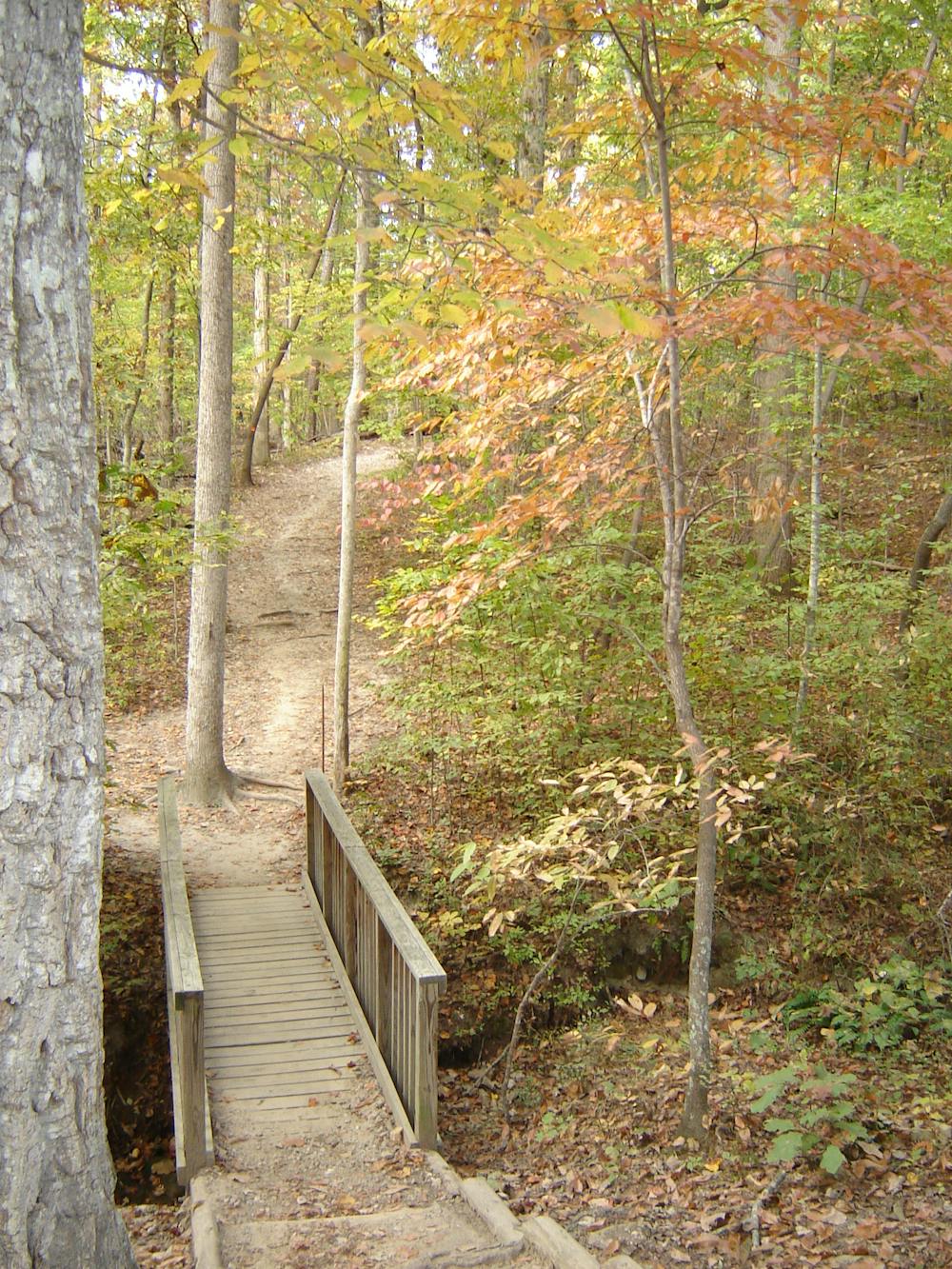 Photo from William B. Umstead State Park Long Loop