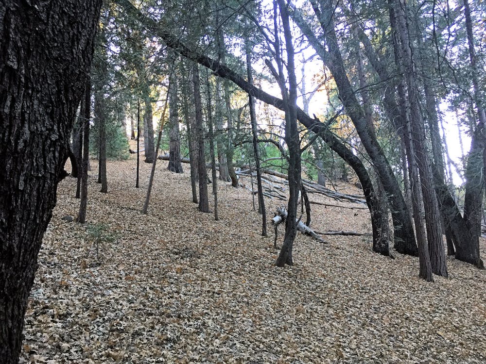 Black oak woodland on Palomar Mountain