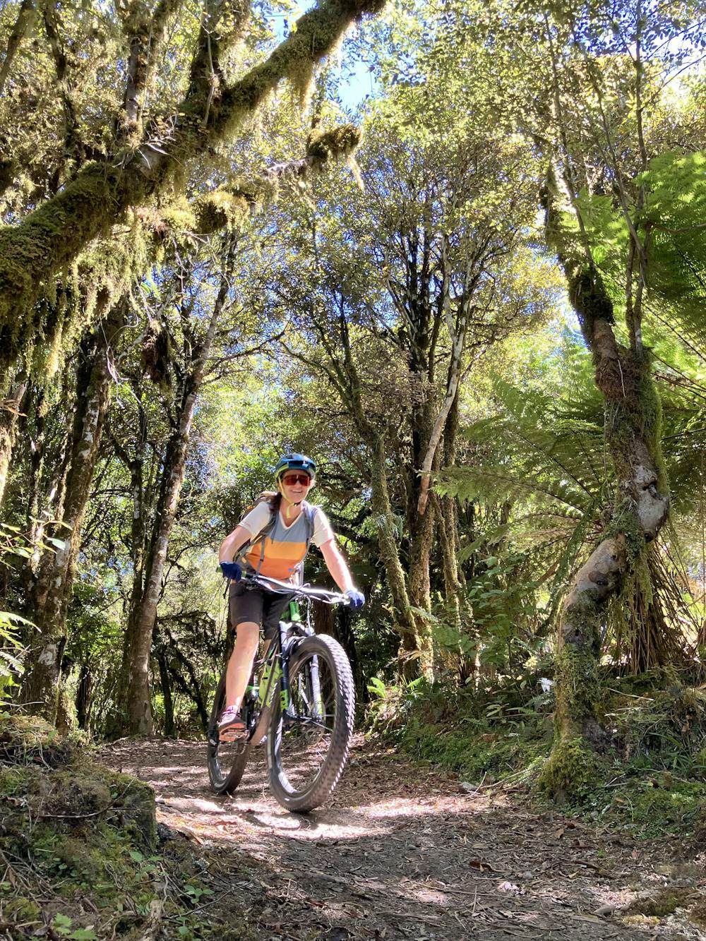 Photo from Essential North Island Tour | Timber Trail day 1