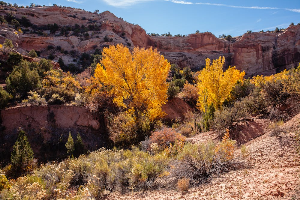 Fall foliage adds color to the canyon.