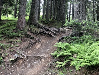 Fleckalm Trail