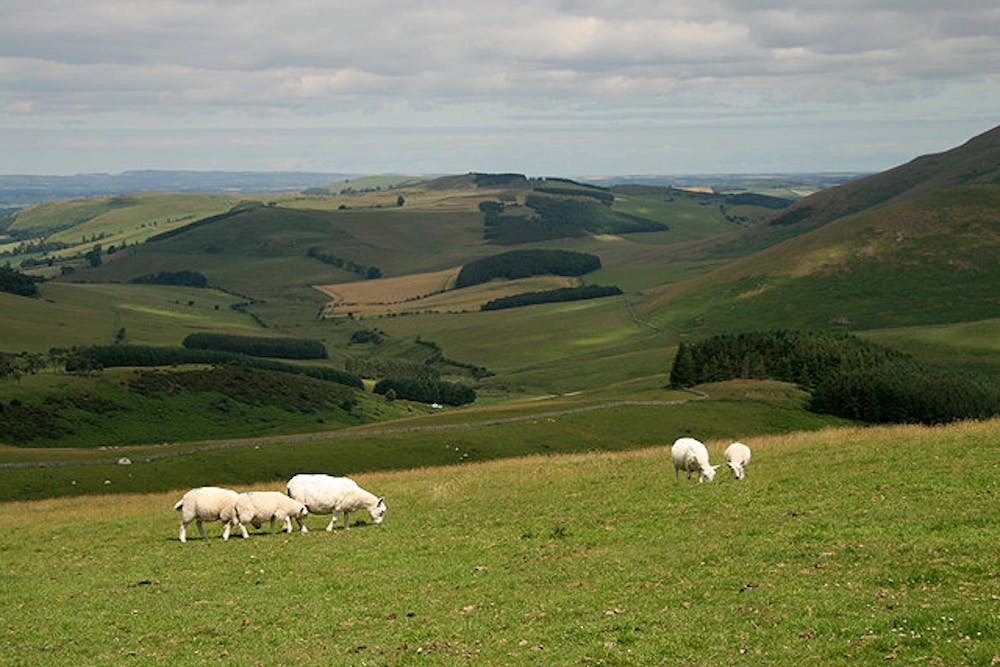 Hilly pasture near Kirk Yetholm