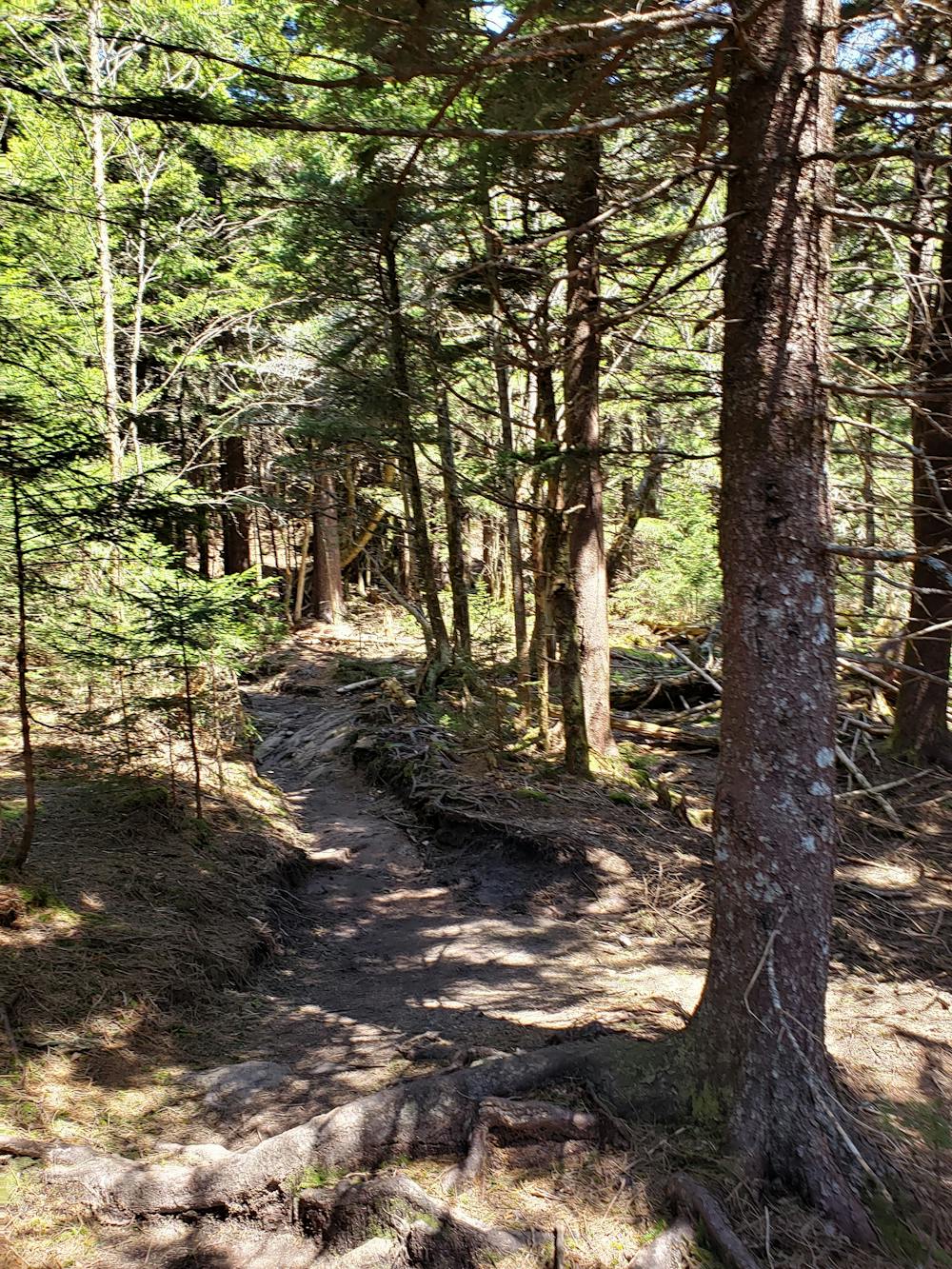 Photo from Mount Mitchell Trail Loop