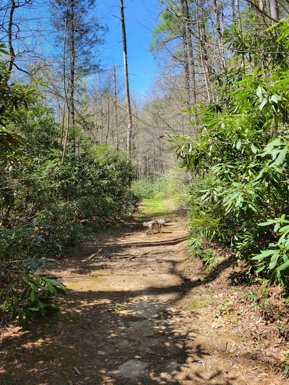 Trail to the falls