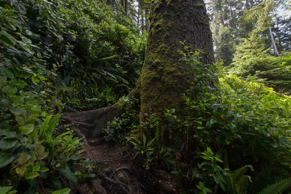 Old-growth tree on the path