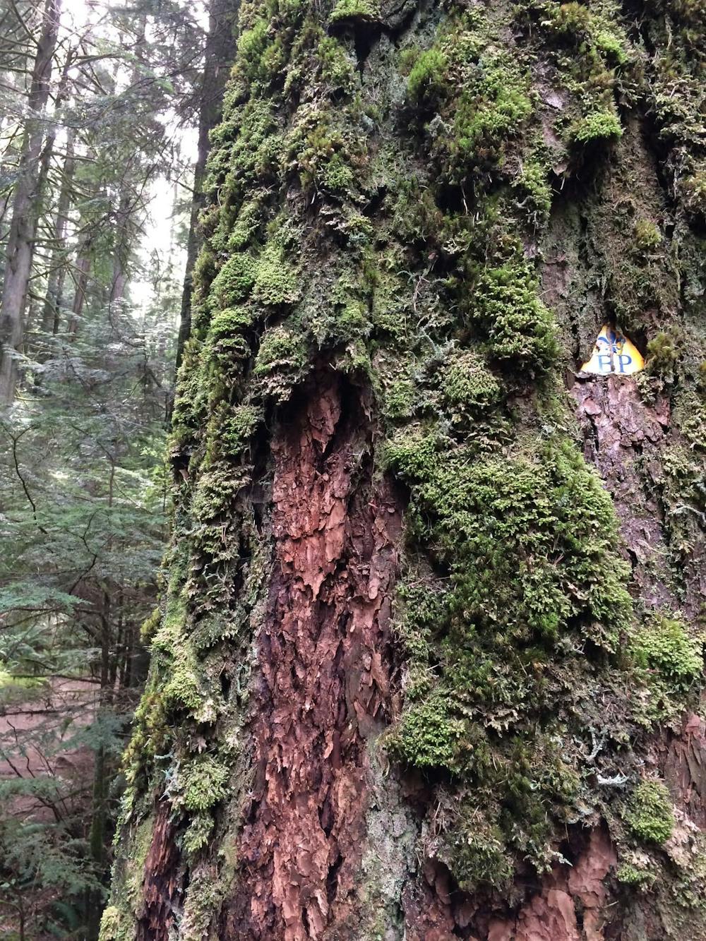 Baden Powell trail blaze on mature, moss covered tree
