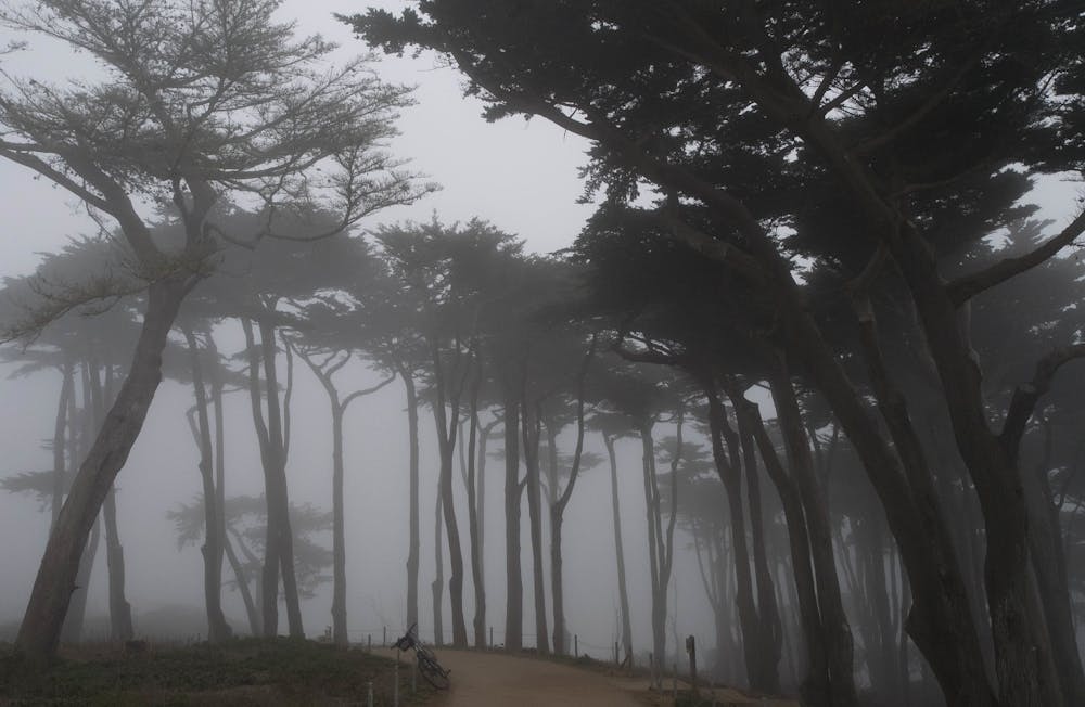 Refreshing fog on the Coastal Trail at Lands End