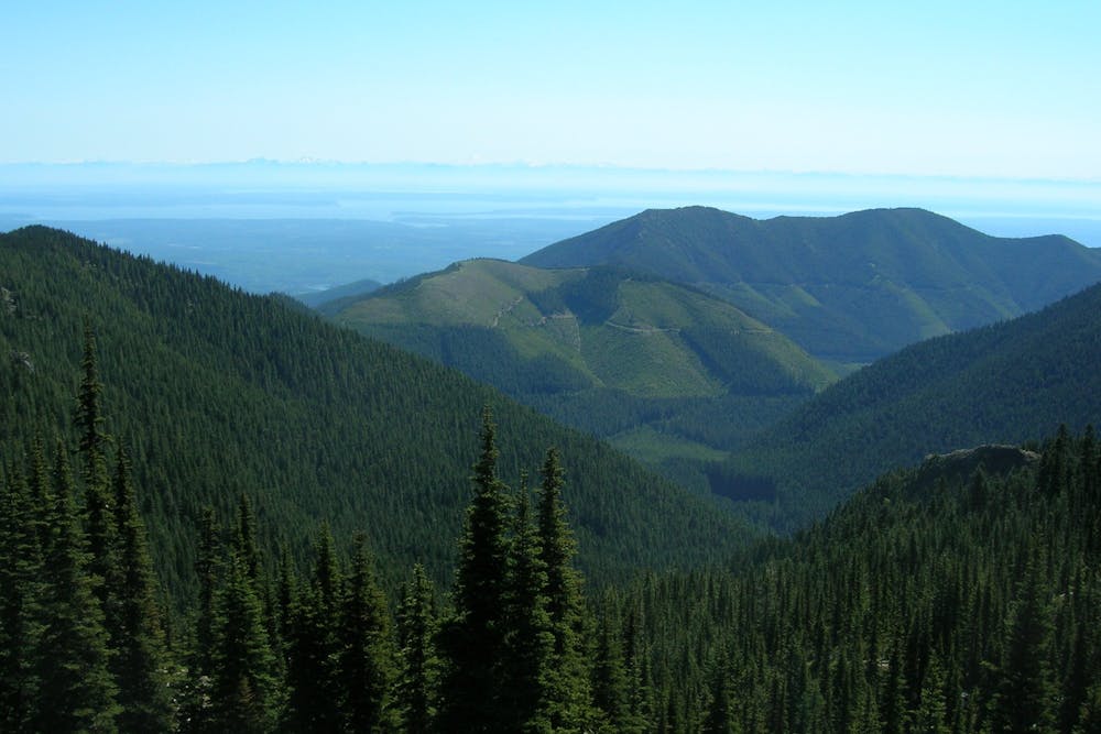 Looking over the forested valley from Mount Townsend Trail