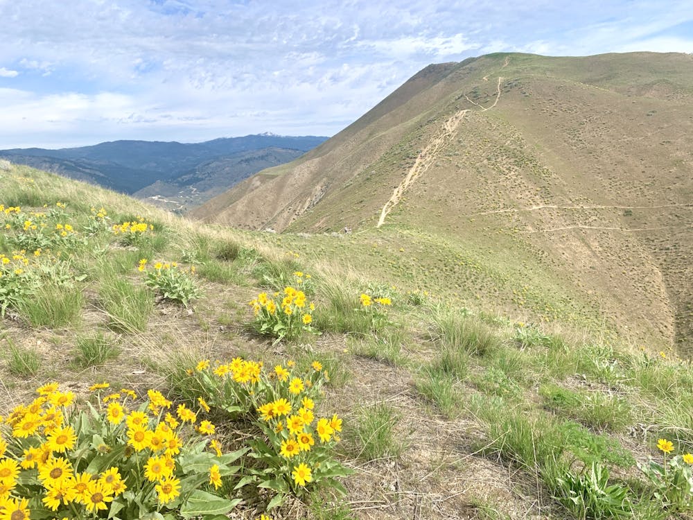 Spring flowers blooming on Cervidae Peak
