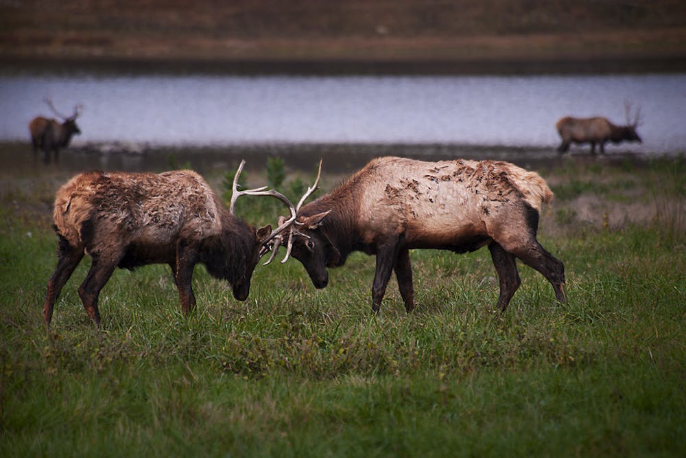 Bull elk sparring by the pond