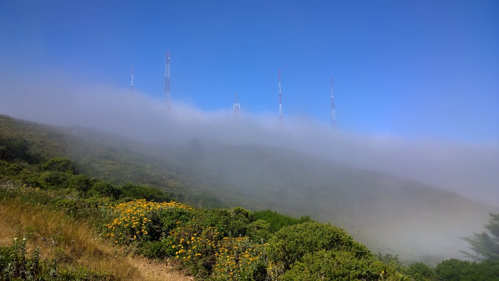Wildflowers and fog on the mountain