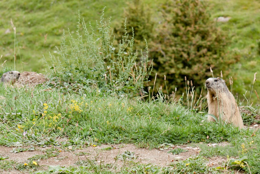 A marmot (La Ripera valley)