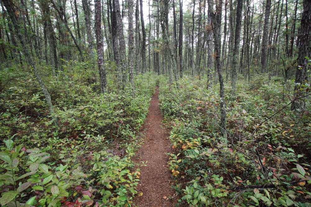 The Batona Trail cuts through Wharton State Forest in New Jersey Pine Barrens.