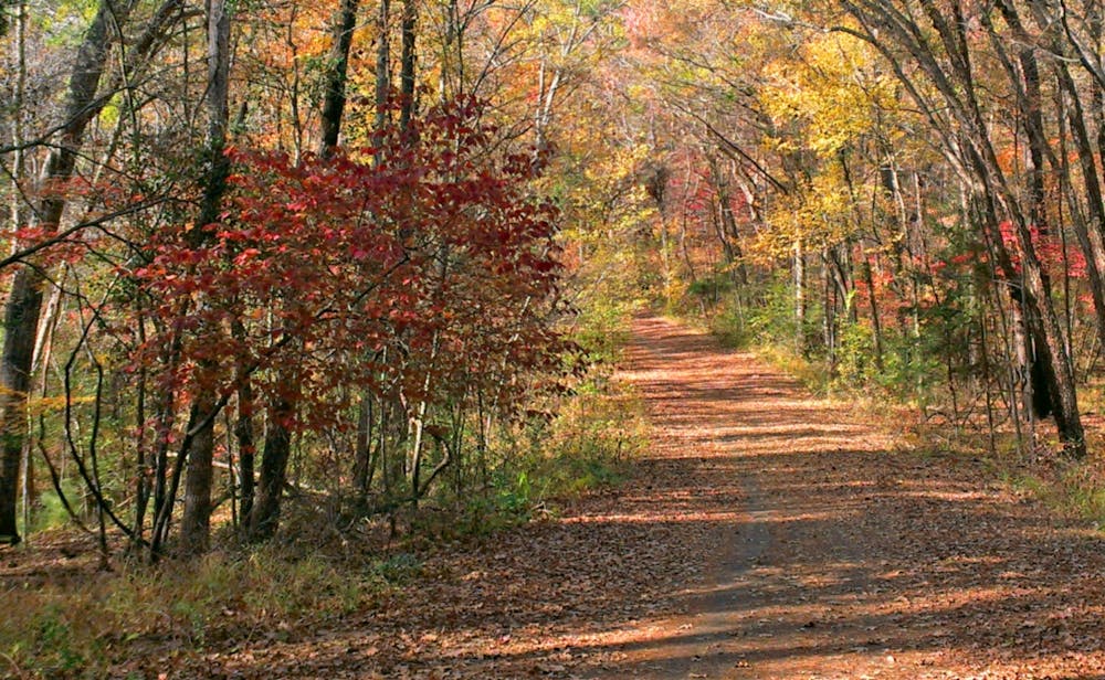 Tyler State Park Autumn Road
