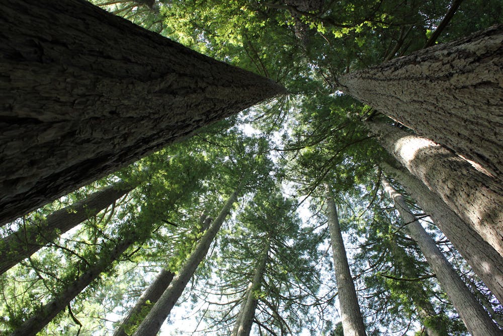 Redwood trees overhead