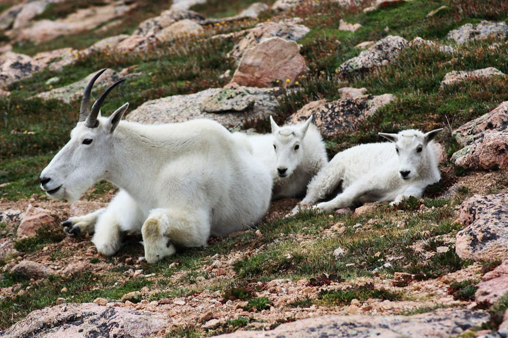 Mountain goats are a common sight on Mount Evans