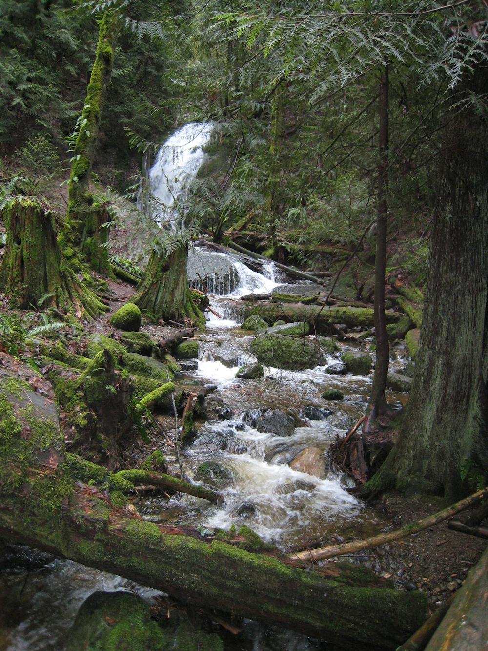 Waterfall at Cougar Mountain