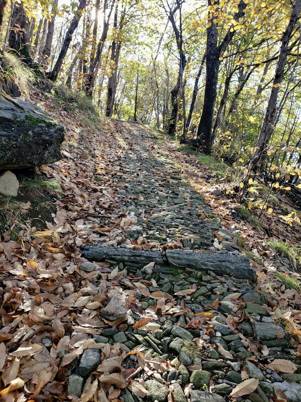 Charming trail on the lower section