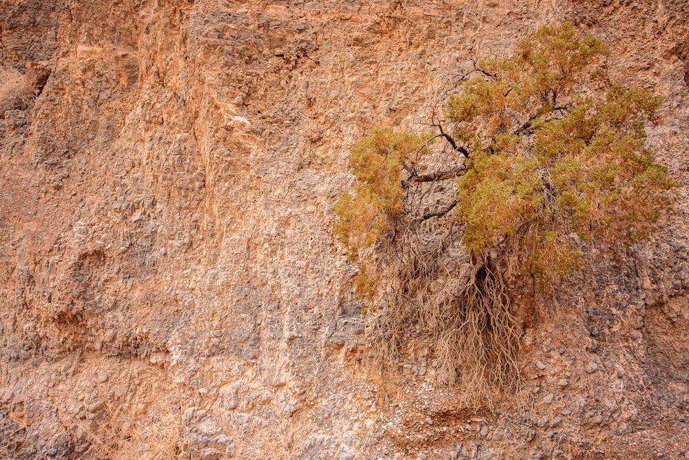 Hanging vegetation on the canyon walls.