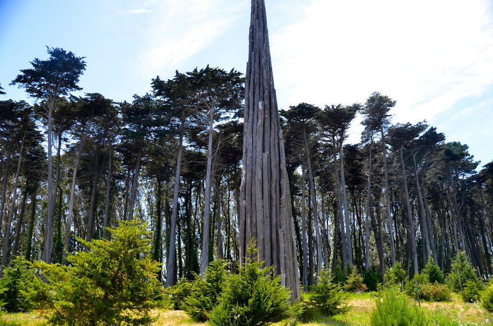 Monterey cypress grove and the "Spire" sculpture