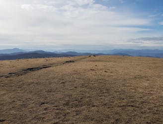 Max Patch