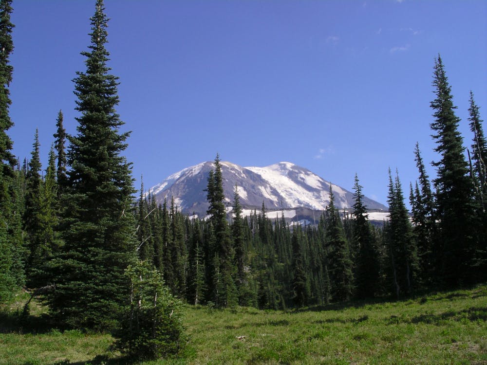 View of Mount Adams from a meadow