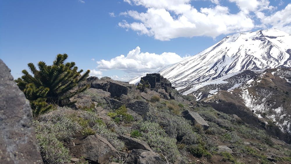 Araucaria, rocks and volcano at sierra del Coloradito