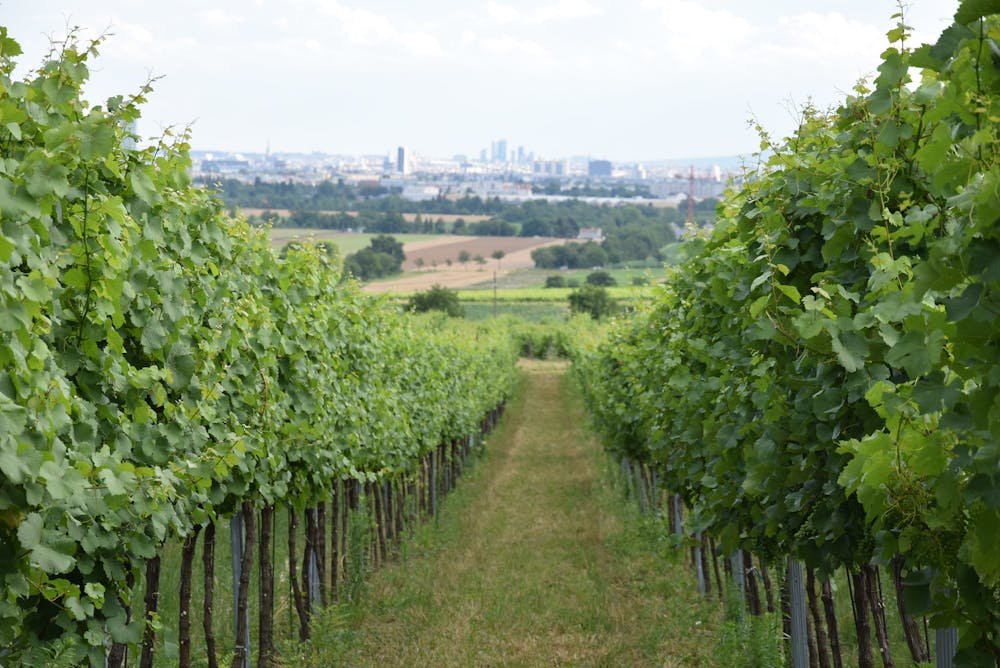 Vineyard rows overlooking Vienna