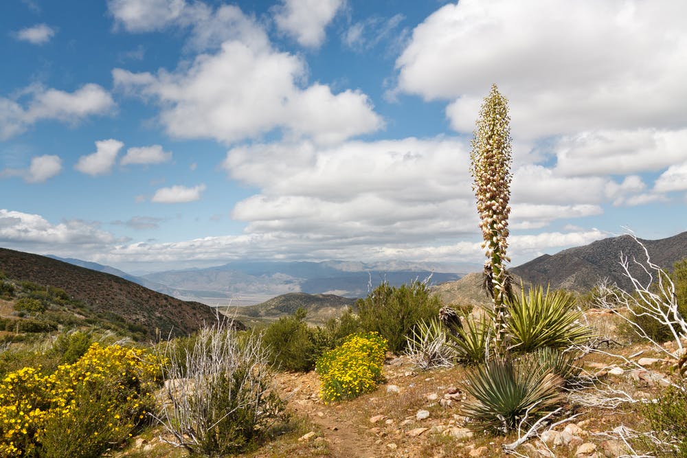 Desert flora along the trail