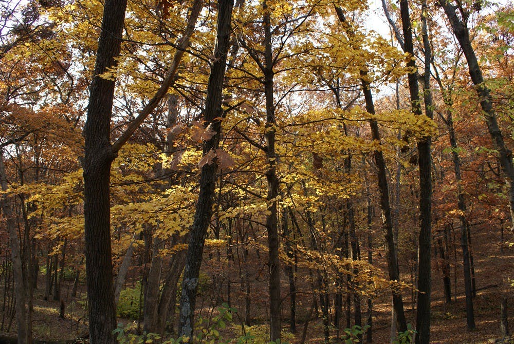 Fall colors in Lone Elk Park