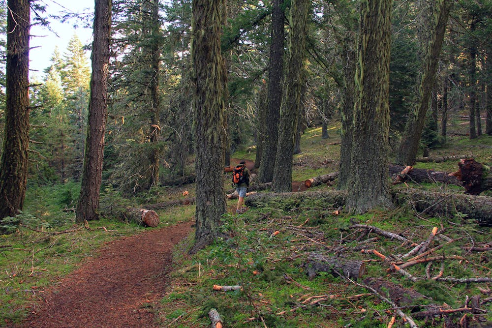Deep Oregon forest