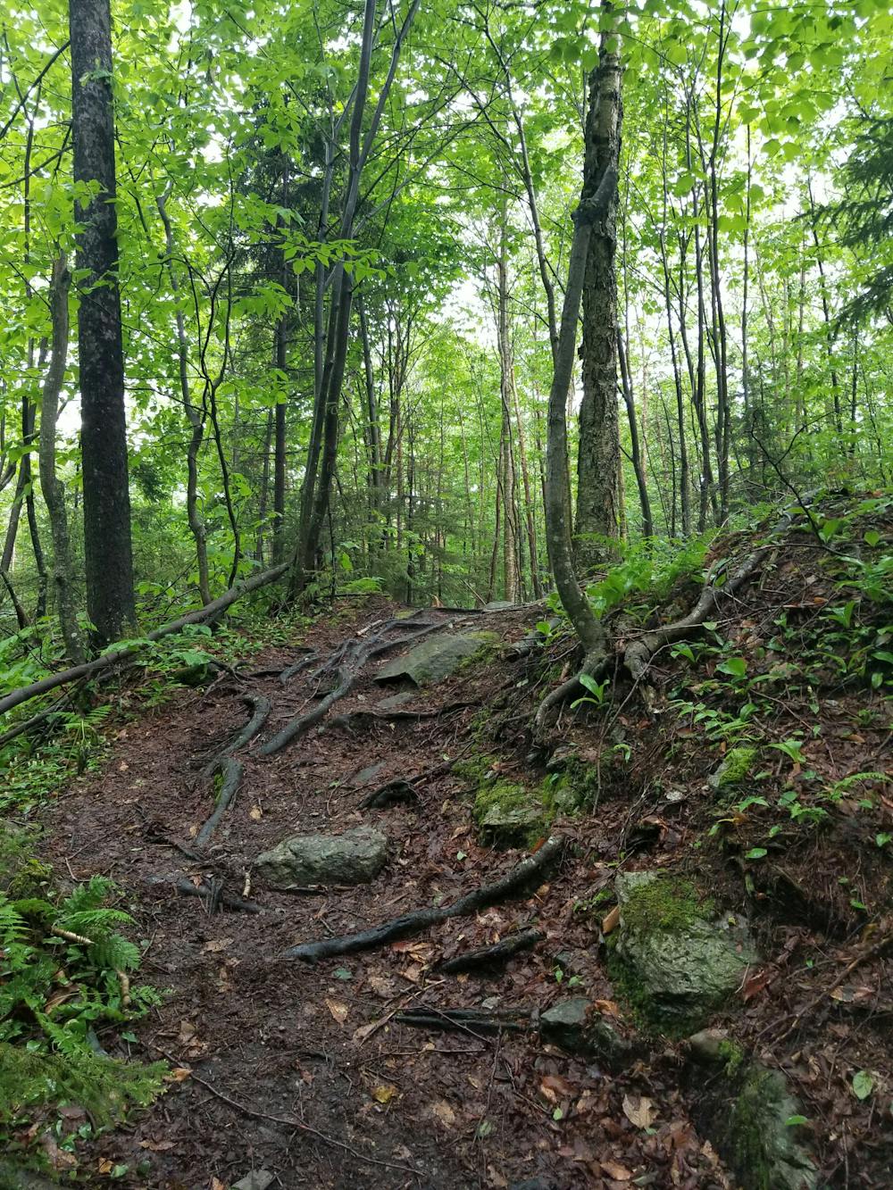 Photo from Appalachian Trail: Big Branch to US-4