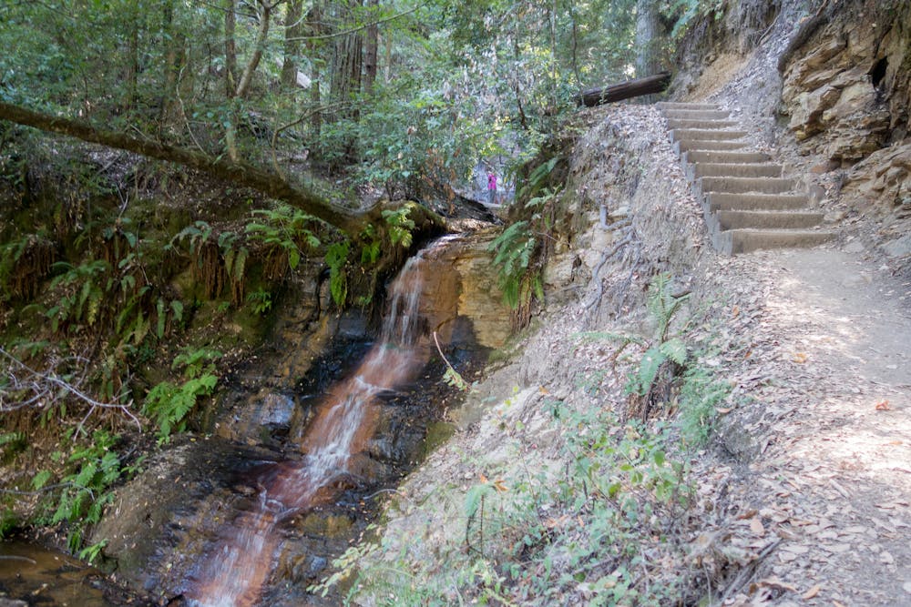 Berry Creek Falls Trail