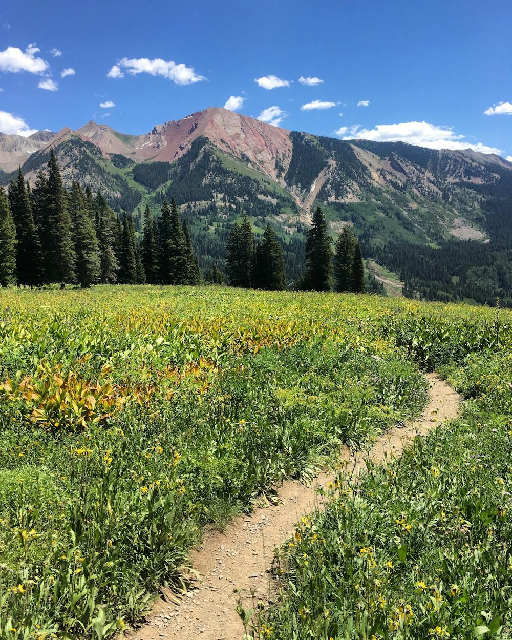 Photo from Trail 403 from Schofield Pass