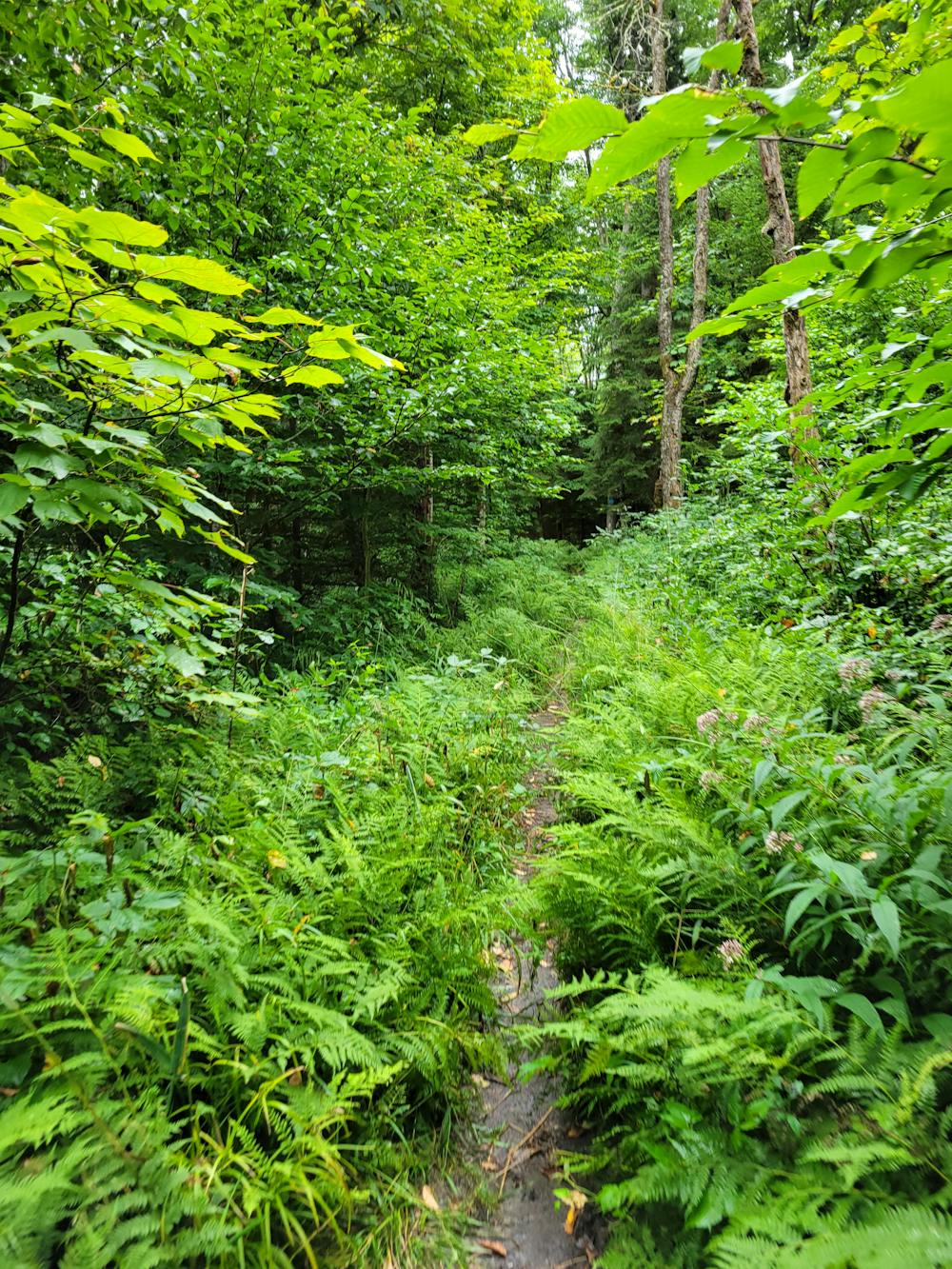 Red Spruce Knob Trail