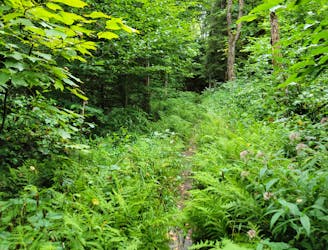 Red Spruce Knob Trail