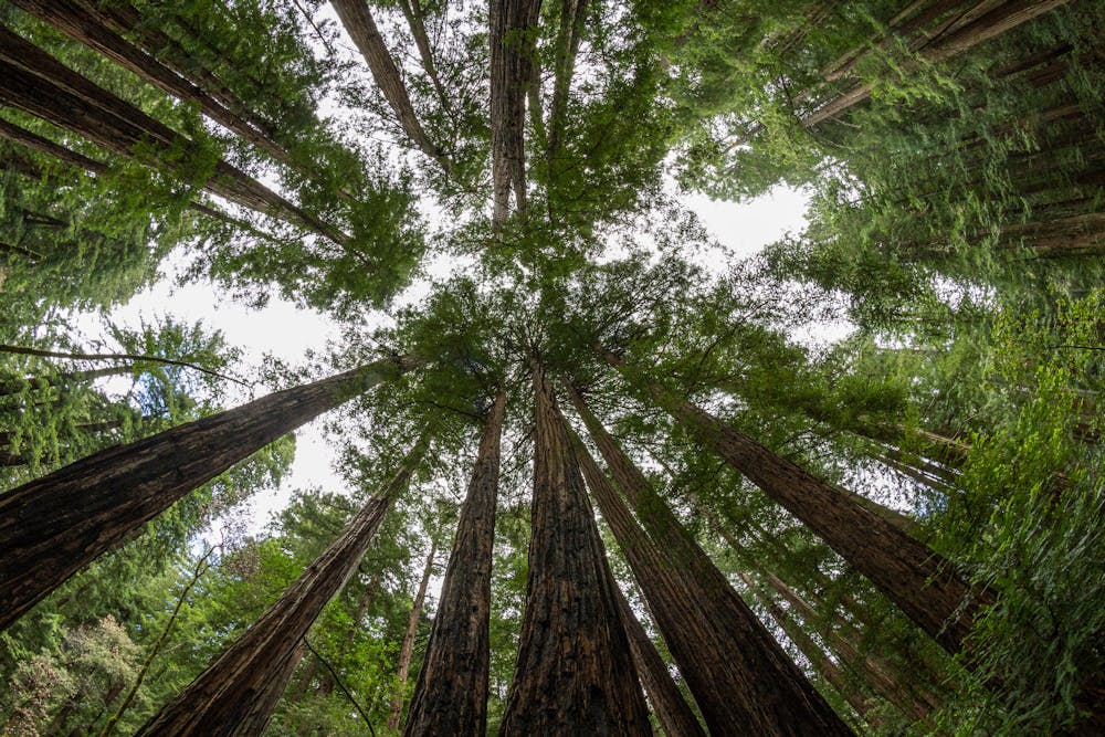Redwood canopy in Muir Woods
