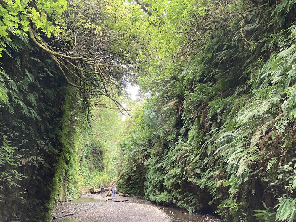 Photo from Fern Canyon