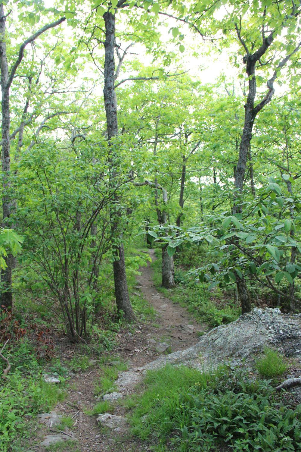 Springer Mountain - Appalachian Approach Trail