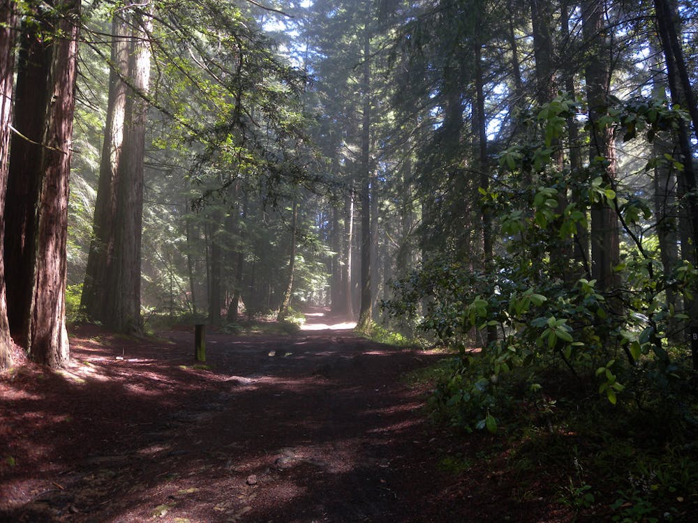 Part of Bolinas Ridge is forested in redwoods