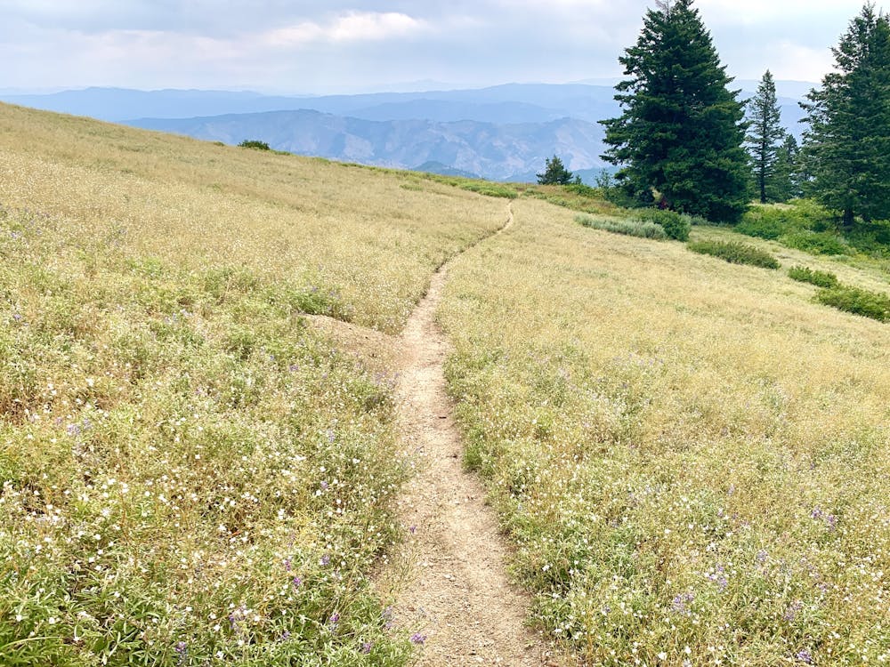 Path through a meadow on Mores Mountain